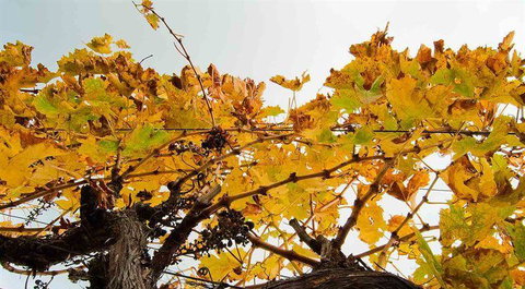 Arimia Restaurant And Winery - Book Restaurant 9