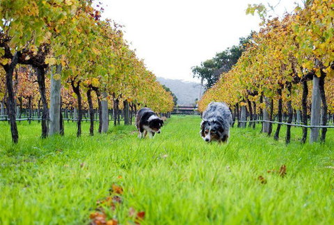 Arimia Restaurant And Winery - Book Restaurant 12