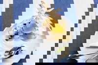 Bells at Killcare Restaurant  Bar