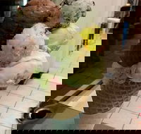 The Natural Waffle Ice Cream Parlour - Book Restaurant