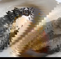 The Magpie Cafe - Book Restaurant