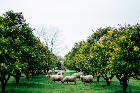 Cambray Cheese Farm Shop - Book Restaurant 0