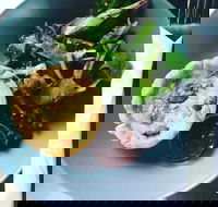 Park Bench Espresso Bar - Book Restaurant