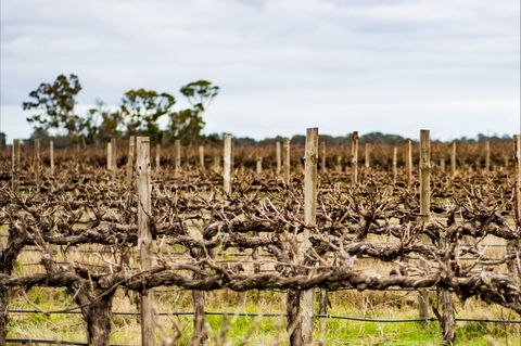 The Blok Coonawarra - Book Restaurant 1