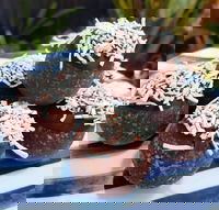 Beaumaris Takeaway and Beaumaris Book Restaurant Book Restaurant