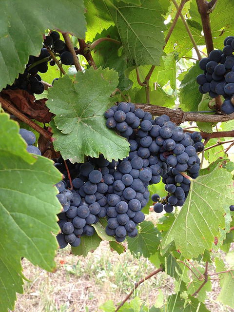 Marcus Hill Vineyard - Book Restaurant 0