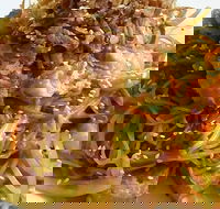 Saigon - Book Restaurant