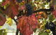 Mimosa Wines - thumb 1