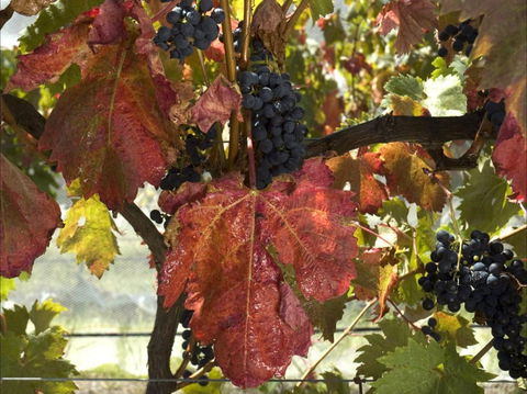 Mimosa Wines - Book Restaurant 1