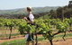 Sedona Estate - thumb 1