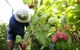 Springwood Farm Berries - thumb 0
