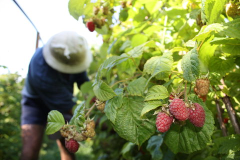 Springwood Farm Berries - Book Restaurant 0