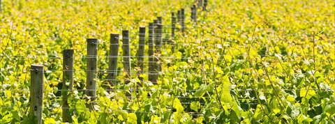 Curlewis Winery - Book Restaurant 2