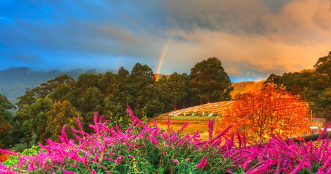 Hartzview Vineyard - Book Restaurant 2