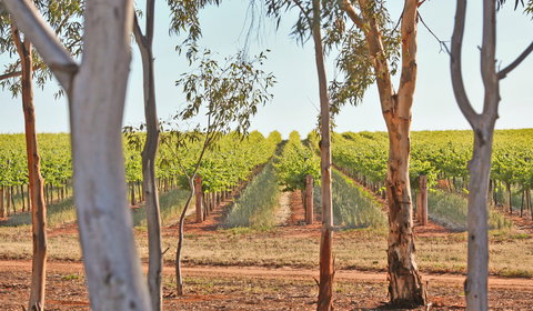 Trentham Estate Winery - Book Restaurant 1