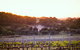 Howling Wolves Wines - thumb 0