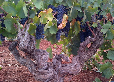 John Duval Wines - Book Restaurant 2