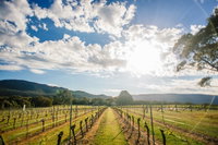 Fallen Giants Vineyard