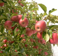 Staples Apples - Book Restaurant