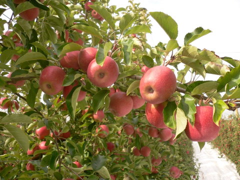 Staples Apples - Book Restaurant 0