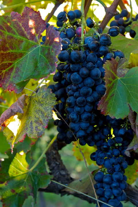 Wimbaliri Wines - Book Restaurant 2