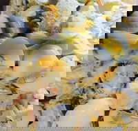 Krazy Chix - Book Restaurant