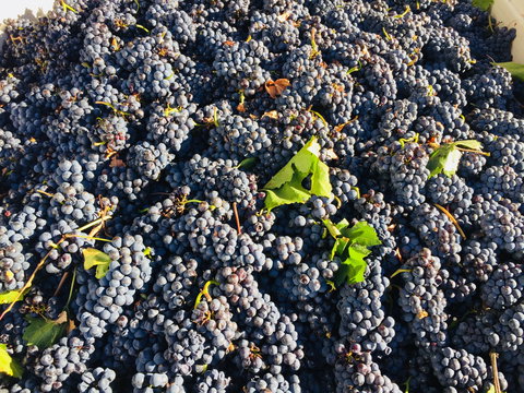 Norton Road Wines - Book Restaurant 2