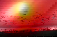 Alice Springs Takeaway and Alice Springs Book Restaurant Book Restaurant