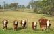 Langdale Farm - thumb 1