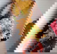 Bellaccino Espresso Bar - Book Restaurant