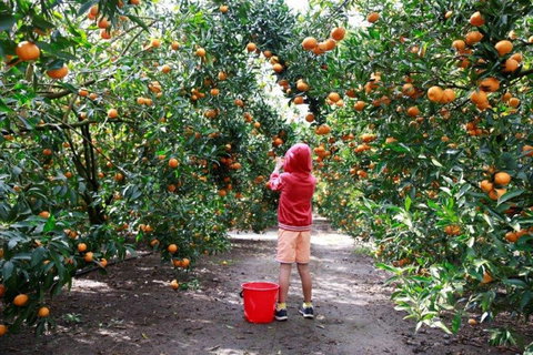 Ford’s Farm - Book Restaurant 0