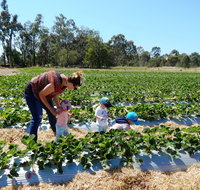 The Big Strawberry - Book Restaurant