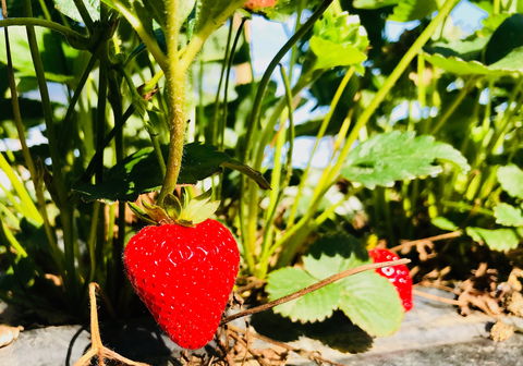 The Big Strawberry - Book Restaurant 2