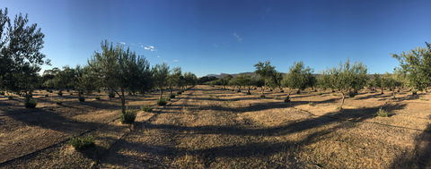 Red Rock Olives - Book Restaurant 1