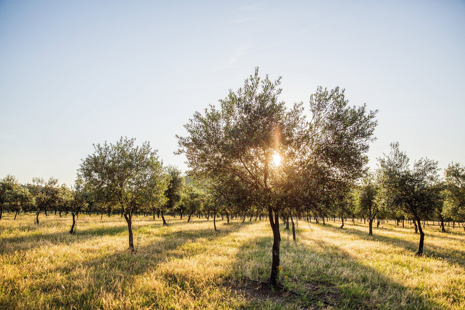Grattai NSW Book Restaurant