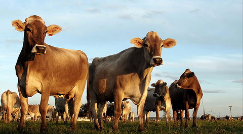 Hunter Belle Cheese - Book Restaurant 1