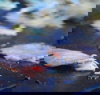 Mount Gravatt Hotel - Book Restaurant