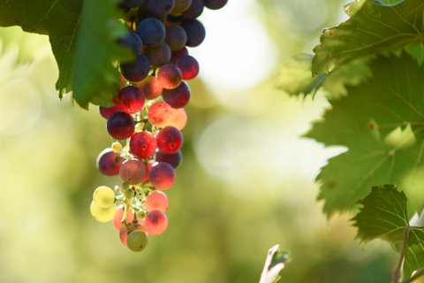 Raleigh Winery - Book Restaurant 0