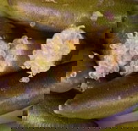 Sandy Creek Olives and Finger Limes - Book Restaurant