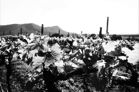 Ballabourneen Wine Co - Book Restaurant 0