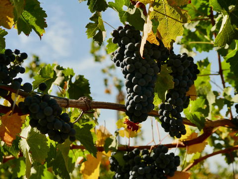 Victory Point Wines - Book Restaurant 2