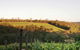 Darlington Estate Winery And Restaurant - thumb 0