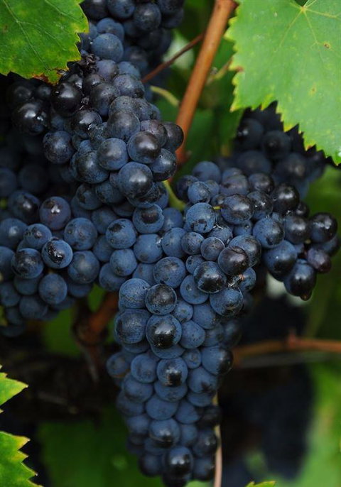 Lunch Craft - Book Restaurant 12