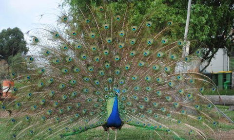 Rollonin Cafe - Book Restaurant 6