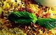 Dosa Hut Footscray - thumb 4