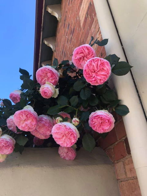 Ingleside Bakery Cafe - Book Restaurant 1