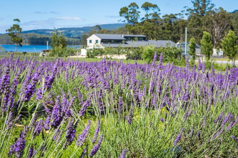 Port Arthur Lavender - Book Restaurant 0