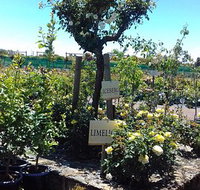 Roworth Rose Nursery - Book Restaurant