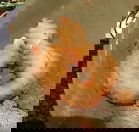 Chips 'R Us - Book Restaurant