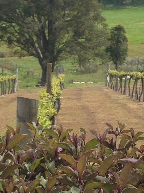 Newbliss Winery - Book Restaurant 6